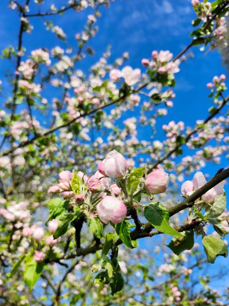 Die Kirschen blühen im Garten