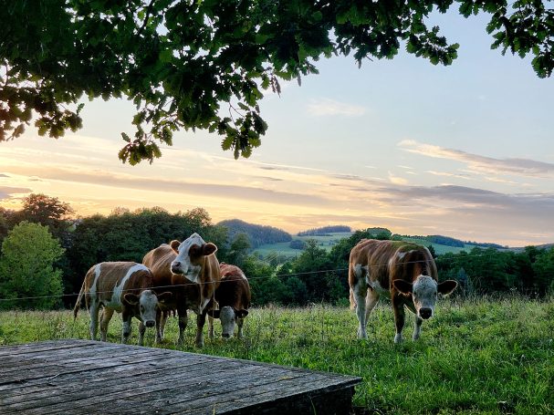 Kühe auf der angrenzenden Wiese
